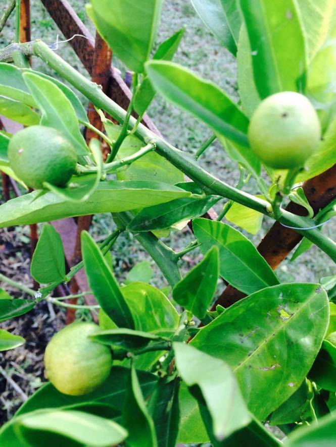 13241608_10205146885746720_82893042_o