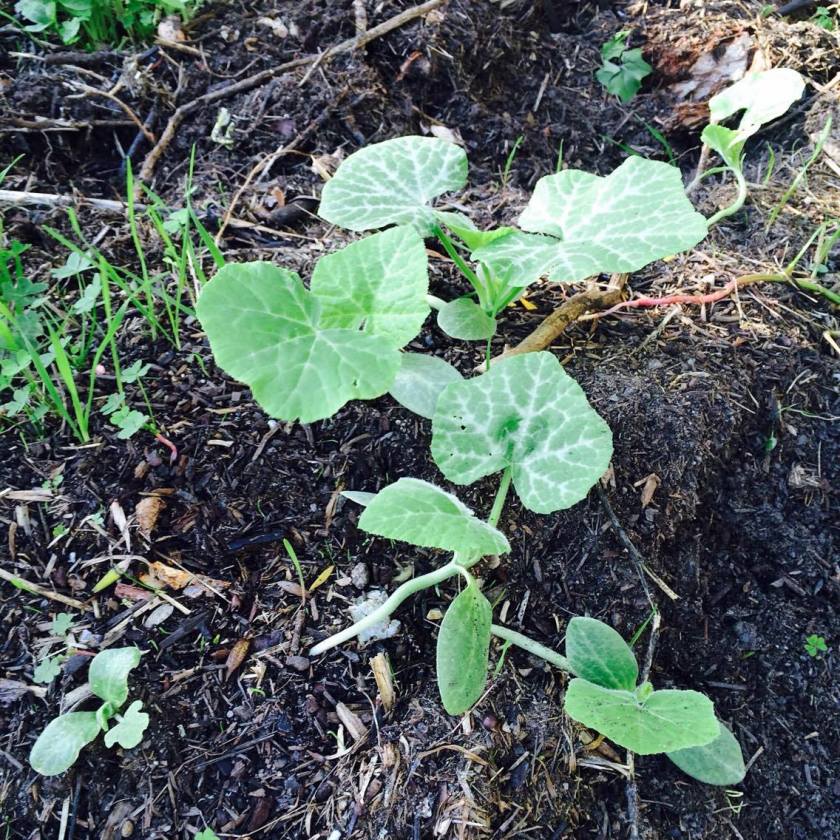 13241663_10205146886906749_353762823_o