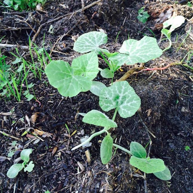 13241663_10205146886906749_353762823_o