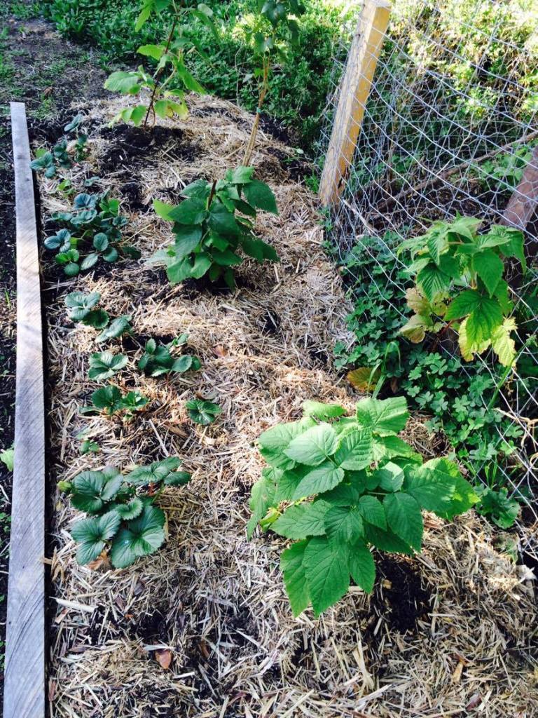 13242220_10205146887346760_172262140_o